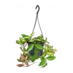 Hoya Carnosa Tricolor - Wax Plant 17 Hoya Carnosa Tricolor - Wax Plant -Plant Promotion Store Hoya carnosa Tricolor Wax Plant