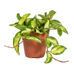 Hoya Carnosa Tricolor - Wax Plant 23 Hoya Carnosa Tricolor - Wax Plant -Plant Promotion Store Hoya carnosa Tricolor Wax Plant Small