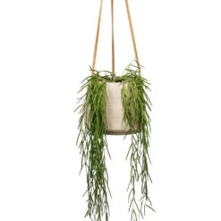 Hoya Linearis - Linear Porcelain Plant 14 Hoya Linearis - Linear Porcelain Plant -Plant Promotion Store Hoya linearis Linear Porcelain Plant 12x35cm Patt Hanging Plant Pot Grey Washed 20x17cm 2