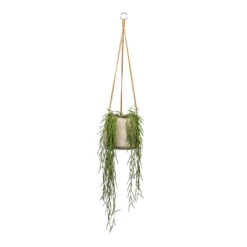 Hoya Linearis - Linear Porcelain Plant 13 Hoya Linearis - Linear Porcelain Plant -Plant Promotion Store Hoya linearis Linear Porcelain Plant 12x35cm Patt Hanging Plant Pot Grey Washed 20x17cm