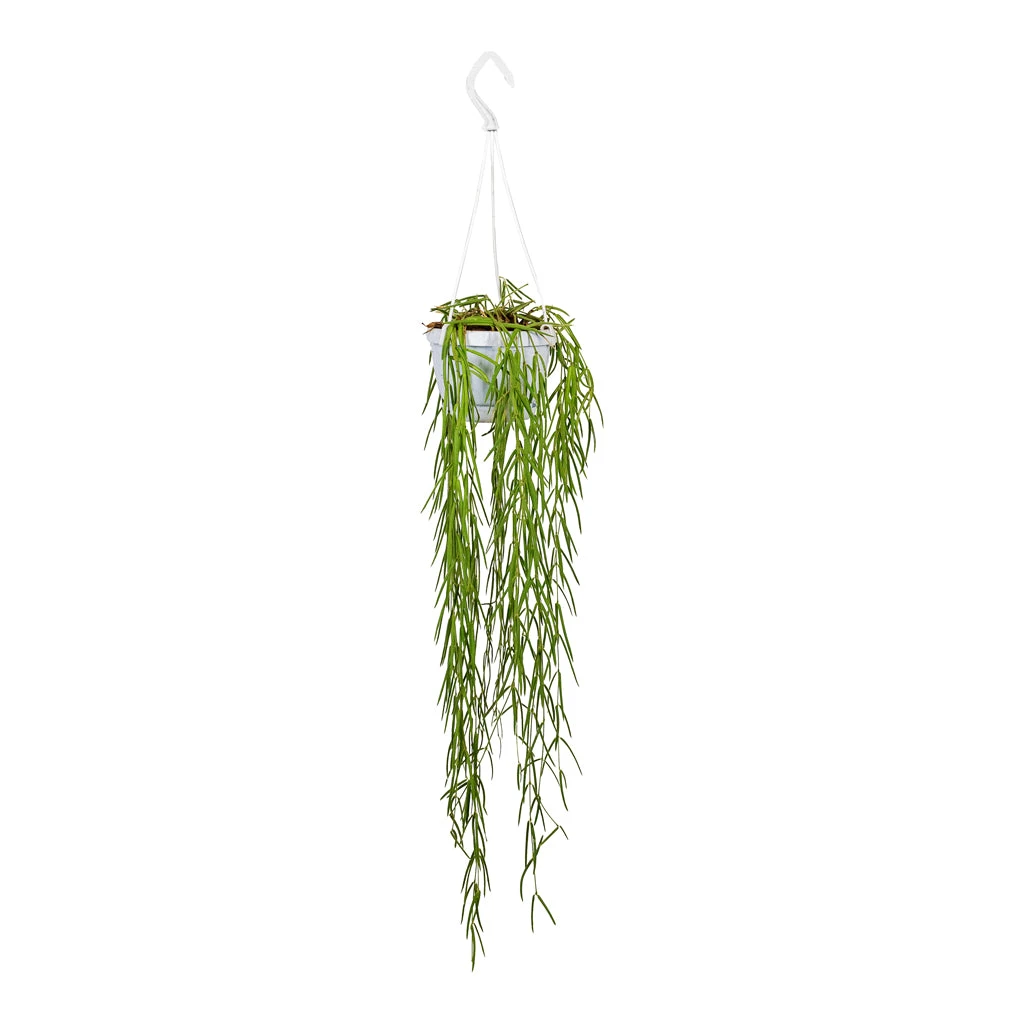 Hoya Linearis - Linear Porcelain Plant 4 Hoya Linearis - Linear Porcelain Plant - Image 2