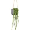 Hoya Linearis - Linear Porcelain Plant 2 Hoya Linearis - Linear Porcelain Plant -Plant Promotion Store Hoya linearis Linear Porcelain Plant 14x40cm Charlie Hanging Plant Pot Black Washed 18x18cm