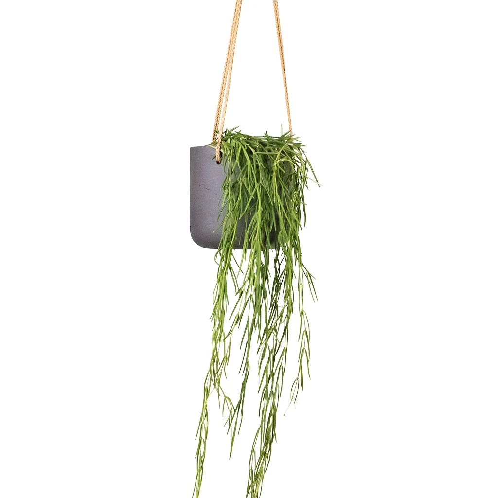 Charlie Hanging Plant Pot - Black Washed 4 Charlie Hanging Plant Pot - Black Washed - Image 2