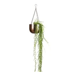 Hoya Linearis - Linear Porcelain Plant 16 Hoya Linearis - Linear Porcelain Plant -Plant Promotion Store Hoya linearis Linear Porcelain Plant 14x40cm Mayfair Hanging Plant Pot Mocha 21x16cm