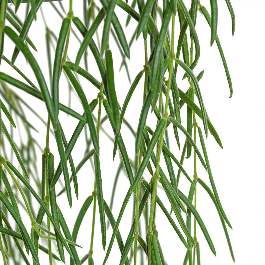 Hoya Linearis - Linear Porcelain Plant 5 Hoya Linearis - Linear Porcelain Plant - Image 3