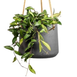 Patt Hanging Plant Pot - Black Washed -Plant Promotion Store Hoya rosita Tropical Wax Plant 14x20cm Patt Hanging Plant Pot Black Washed 20x17cm 2 3eda383f 9f22 4ad1 8f1c 7322bdff5e92
