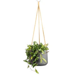 Patt Hanging Plant Pot - Black Washed -Plant Promotion Store Hoya rosita Tropical Wax Plant 14x20cm Patt Hanging Plant Pot Black Washed 20x17cm 795cbdc2 8bb8 41c7 b8ba d7371f89edc9