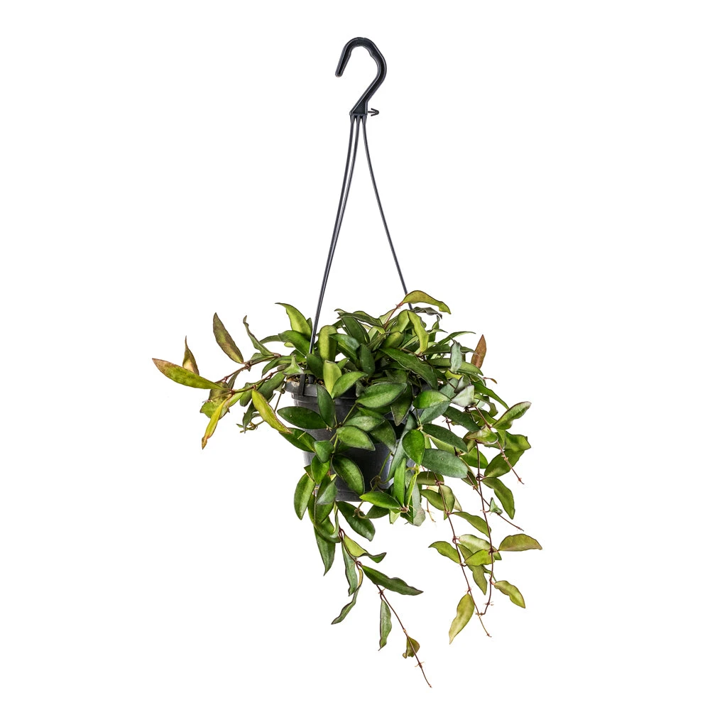 Hoya Rosita - Tropical Wax Plant 5 Hoya Rosita - Tropical Wax Plant - Image 3