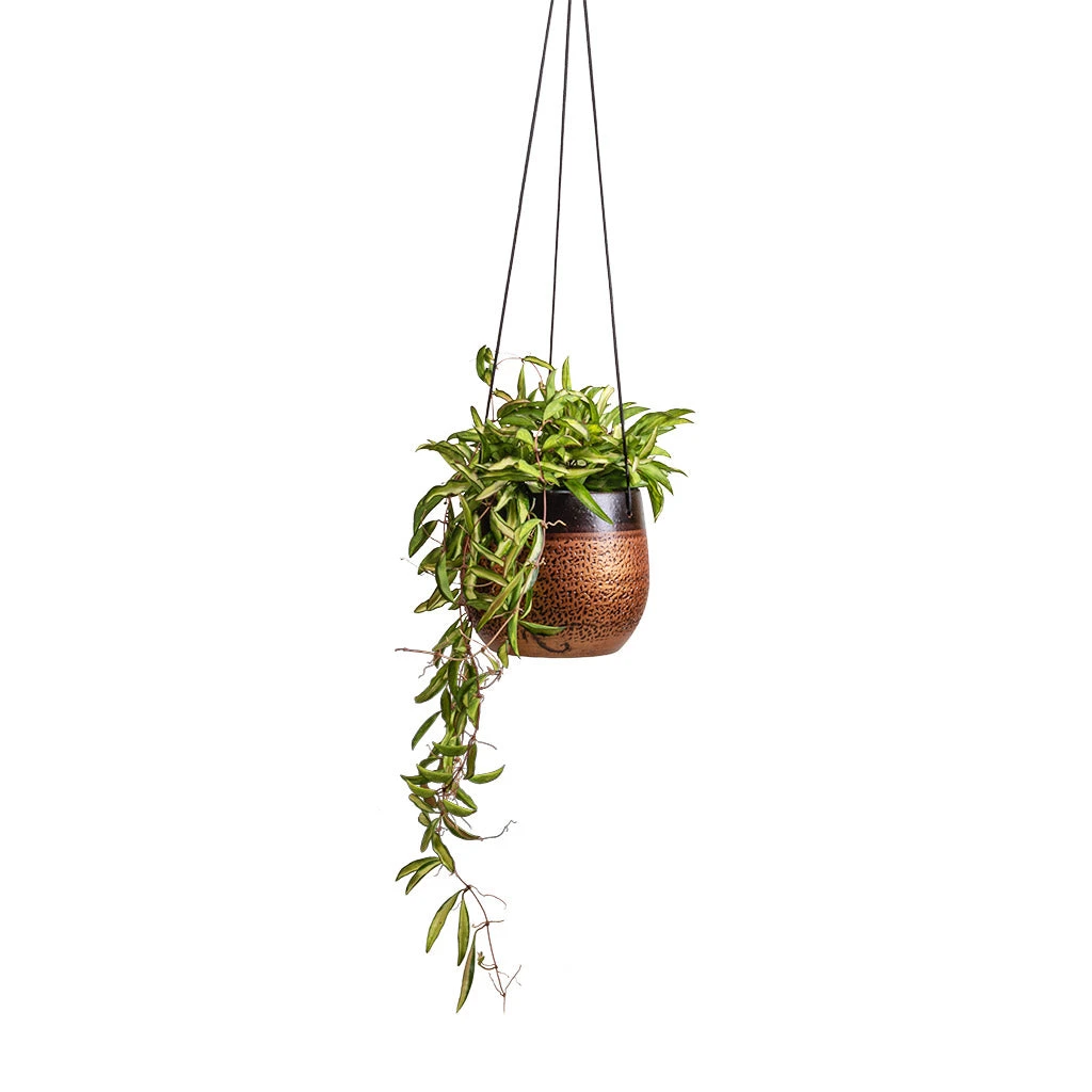Mya Hanging Planter - Shiny Mocha 7 Mya Hanging Planter - Shiny Mocha - Image 5