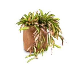 Hoya Wayetii Tricolor - Wax Plant -Plant Promotion Store Hoya wayetii Tricolor Wax Plant 14x40cm Juna Plant Basket Cognac 17x17cm