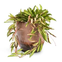 Hoya Wayetii Tricolor - Wax Plant -Plant Promotion Store Hoya wayetii Tricolor Wax Plant 14x40cm Linn Plant Pot Mink 17x17cm