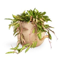 Ryan Plant Pot - Sand Gold -Plant Promotion Store Hoya wayetii Tricolor Wax Plant 14x40cm Ryan Plant Pot Sand Gold 18x16cm 39d8aebb 32ae 4d6e b7d1 23f87bb4c47f