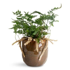 Humata Tyermannii - White Rabbit's Foot Fern -Plant Promotion Store Humata tyermannii 13x25cm Brian Pot Desert 14x13cm