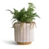 Humata Tyermannii - White Rabbit's Foot Fern -Plant Promotion Store Humata tyermannii White Rabbit s Foot Fern 12x20cm Lugano Scalloped Plant Pot Mustard 16x16cm