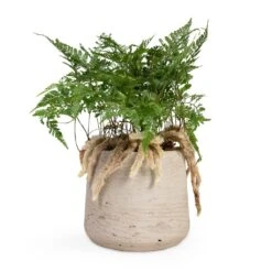 Humata Tyermannii - White Rabbit's Foot Fern -Plant Promotion Store Humata tyermannii White Rabbit s Foot Fern 12x20cm Patt Plant Pot Grey Washed 17x14cm