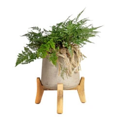 Patt Plant Pot - Low Stand - Grey Washed -Plant Promotion Store Humata tyermannii White Rabbit s Foot Fern 17x35cm Patt Plant Pot Low Stand Grey Washed 28x29cm 1 d3e56941 01b4 4b20 b657 2d55e03e3e76