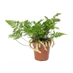 Humata Tyermannii - White Rabbit's Foot Fern -Plant Promotion Store Humata tyermannii White Rabbits Foot Fern