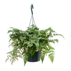 Humata Tyermannii - White Rabbit's Foot Fern -Plant Promotion Store Humata tyermannii White Rabbits Foot Fern Large