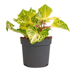 Iresine Herbstii Rich Goldstar - Yellow Bloodleaf 10 Iresine Herbstii Rich Goldstar - Yellow Bloodleaf -Plant Promotion Store Iresine herbstii Goldstar Yellow Bloodleaf 13cm
