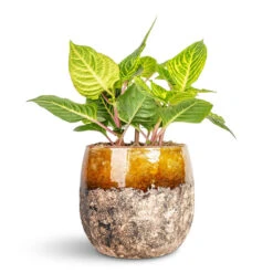 Lindy Plant Pot - Ochre 29 Lindy Plant Pot - Ochre -Plant Promotion Store Iresine herbstii Rich Goldstar Yellow Bloodleaf 13x25cm Lindy Plant Pot Ochre 16x13cm 1