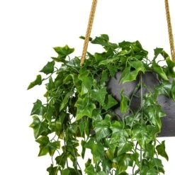 Eileen Hanging Plant Bowl - Black Washed -Plant Promotion Store Ivy Hanging Bush UV Resistant Artificial 75cm Eileen Hanging Bowl Black Washed 29x11cm 2