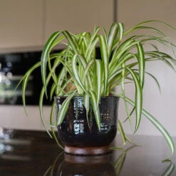 Jayla Plant Pot - Espresso 16 Jayla Plant Pot - Espresso -Plant Promotion Store Jayla Espresso 3