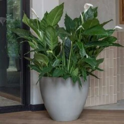 Jesslyn Refined Planter - Clouded Grey -Plant Promotion Store Jesslyn Refined Planter Clouded Grey Peace Lillies