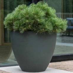 Jesslyn Refined Planter - Pine Green -Plant Promotion Store Jesslyn Refined Planter Pine Green Outdoor Plant Display