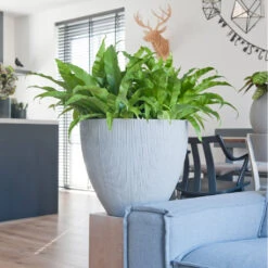 Jesslyn Ridged Plant Pot - Cement 13 Jesslyn Ridged Plant Pot - Cement -Plant Promotion Store JesslynPlantPot RidgedCement 2