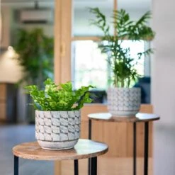 Jim Plant Pot - Shell 30 Jim Plant Pot - Shell -Plant Promotion Store Jim Shell 3