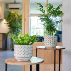 Jim Plant Pot - Shell 24 Jim Plant Pot - Shell -Plant Promotion Store Jim Shell 4