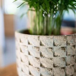 Jim Plant Pot - Shell 19 Jim Plant Pot - Shell -Plant Promotion Store Jim Shell 6