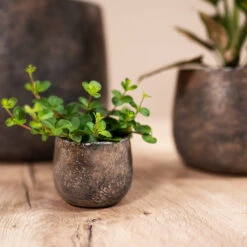 Jules Plant Pot - Smoked Earth 21 Jules Plant Pot - Smoked Earth -Plant Promotion Store Jules earth 03