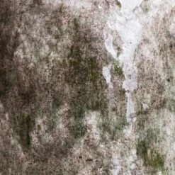 Julian Plant Pot - Moss -Plant Promotion Store Julian Pot Moss SWATCH e2cf418a c08e 4126 803a 686eec802c8c