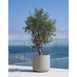 Jumbo Charlie Planter - Stone Washed -Plant Promotion Store Jumbo Charlie Planter Stone Washed Olive Tree