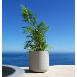 Jumbo Charlie Planter - Stone Washed -Plant Promotion Store Jumbo Charlie Planter Stone Washed Palm Tree