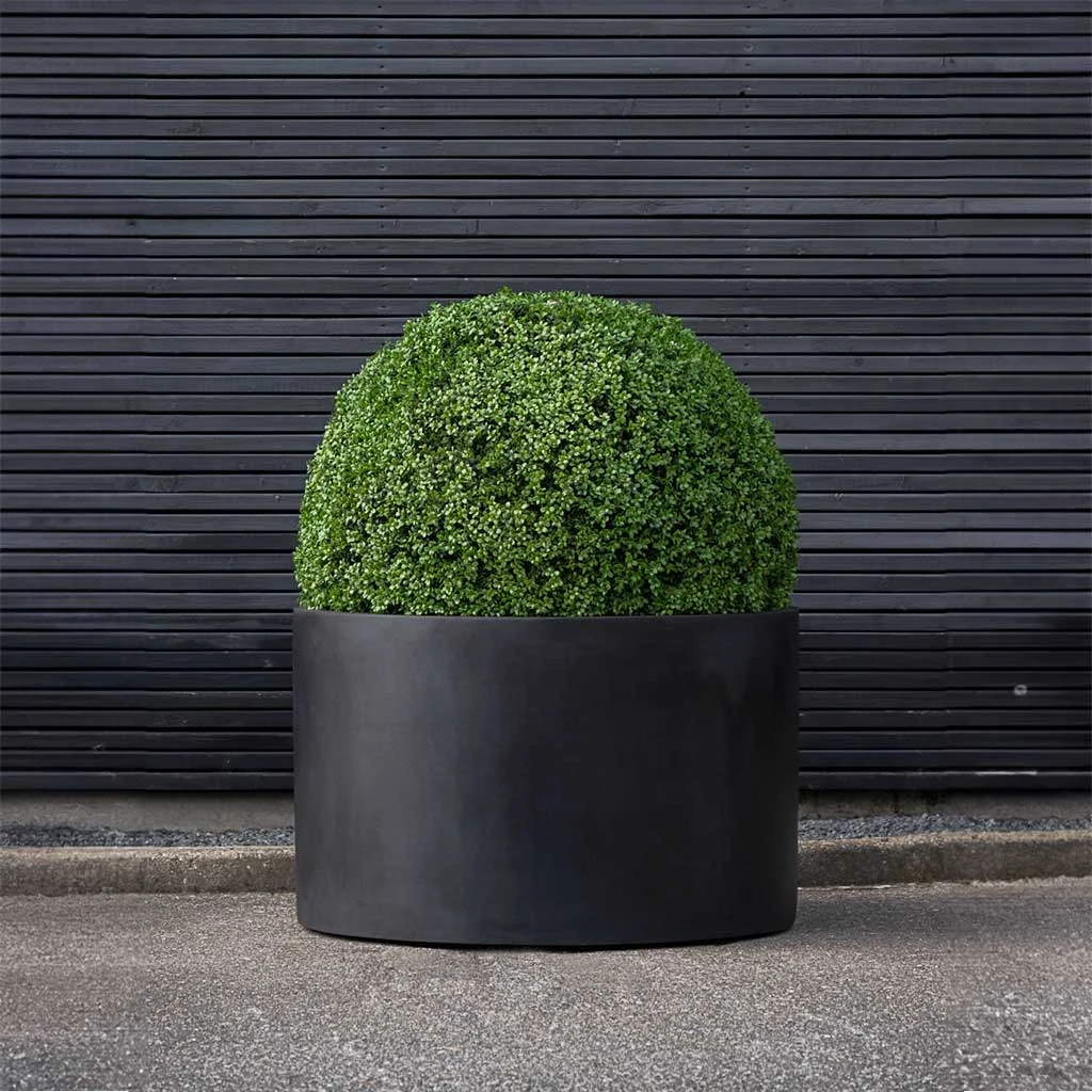Jumbo Max Low Rise Natural Planter - Black 4 Jumbo Max Low Rise Natural Planter - Black - Image 2