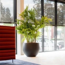 Jumbo Orb Natural Planter - Black 12 Jumbo Orb Natural Planter - Black -Plant Promotion Store Jumbo Orb Natural Orb Planter Black Kentia Palm fff74497 414d 4847 8a48 48dbd3cf1160