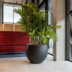Jumbo Orb Natural Planter - Black 15 Jumbo Orb Natural Planter - Black -Plant Promotion Store Jumbo Orb Natural Orb Planter Black Office Palm
