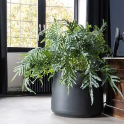 Jumbo Patt Natural Planter - Black 12 Jumbo Patt Natural Planter - Black -Plant Promotion Store Jumbo Patt Natural Planter Black Philodendron Indoor Plant