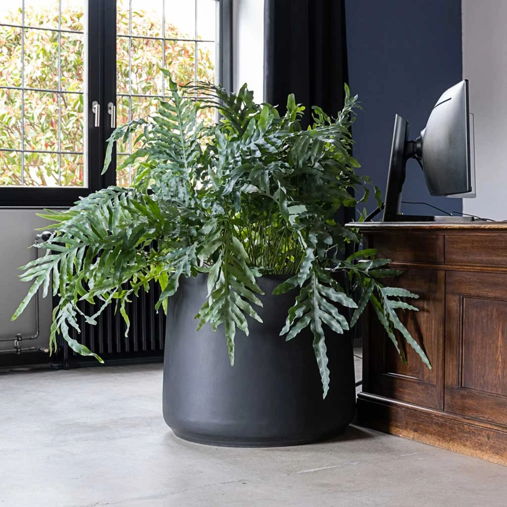 Jumbo Patt Natural Planter - Black 4 Jumbo Patt Natural Planter - Black - Image 2