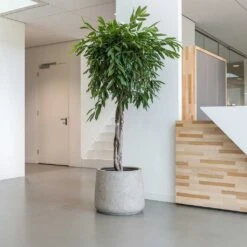 Jumbo Patt Planter - Stone Washed -Plant Promotion Store Jumbo Patt Planter Stone Washed Indoor Tree