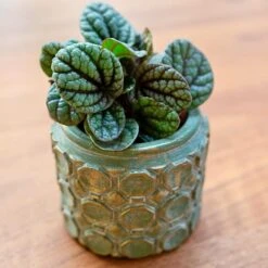 Jurre Plant Pot - Soft Jade -Plant Promotion Store Jurre green 06