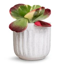 Kalanchoe Luciae Fantastic - Paddle Plant 14 Kalanchoe Luciae Fantastic - Paddle Plant -Plant Promotion Store Kalanchoe luciae Fantastic Paddle Plant 12x25cm Duncan Plant Pot Cement 17x16cm