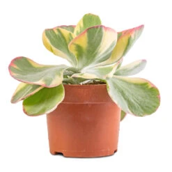 Kalanchoe Luciae Fantastic - Paddle Plant 11 Kalanchoe Luciae Fantastic - Paddle Plant -Plant Promotion Store Kalanchoe luciae Fantastic Paddle Plant 2