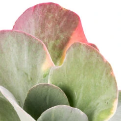 Kalanchoe Luciae Fantastic - Paddle Plant 12 Kalanchoe Luciae Fantastic - Paddle Plant -Plant Promotion Store Kalanchoe luciae Fantastic Paddle Plant SWATCH