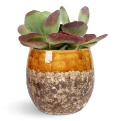Lindy Plant Pot - Ochre 30 Lindy Plant Pot - Ochre -Plant Promotion Store Kalanchoe thyrsiflora Paddle Plant 12x25cm Lindy Plant Pot Ochre 19x16cm 1