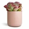 Kalanchoe Thyrsiflora - Paddle Plant 2 Kalanchoe Thyrsiflora - Paddle Plant -Plant Promotion Store Kalanchoe thyrsiflora Paddle Plant 12x25cm Lisbon Plant Pot Pink Clay 15x15cm 2