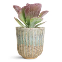 Roger Plant Pot - Powder -Plant Promotion Store Kalanchoe thyrsiflora Paddle Plant 12x25cm Roger Pot Powder 14x14cm 1