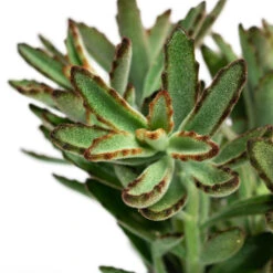 Kalanchoe Tomentosa - Panda Plant 16 Kalanchoe Tomentosa - Panda Plant -Plant Promotion Store Kalanchoe tomentosa Panda Plant 12cm Close Up